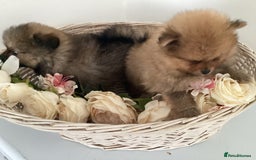 Pomeranian dogs for sale: READY NOW! kc reg STUNNING Pomeranian puppies  - Image 15
