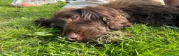 Cocker Spaniel dogs for sale: Choco & Mabelle-Bonded Pair looking for a Home - Advert 9