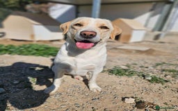 Labrador Retriever dogs for adoption: STORM !  - Image 14