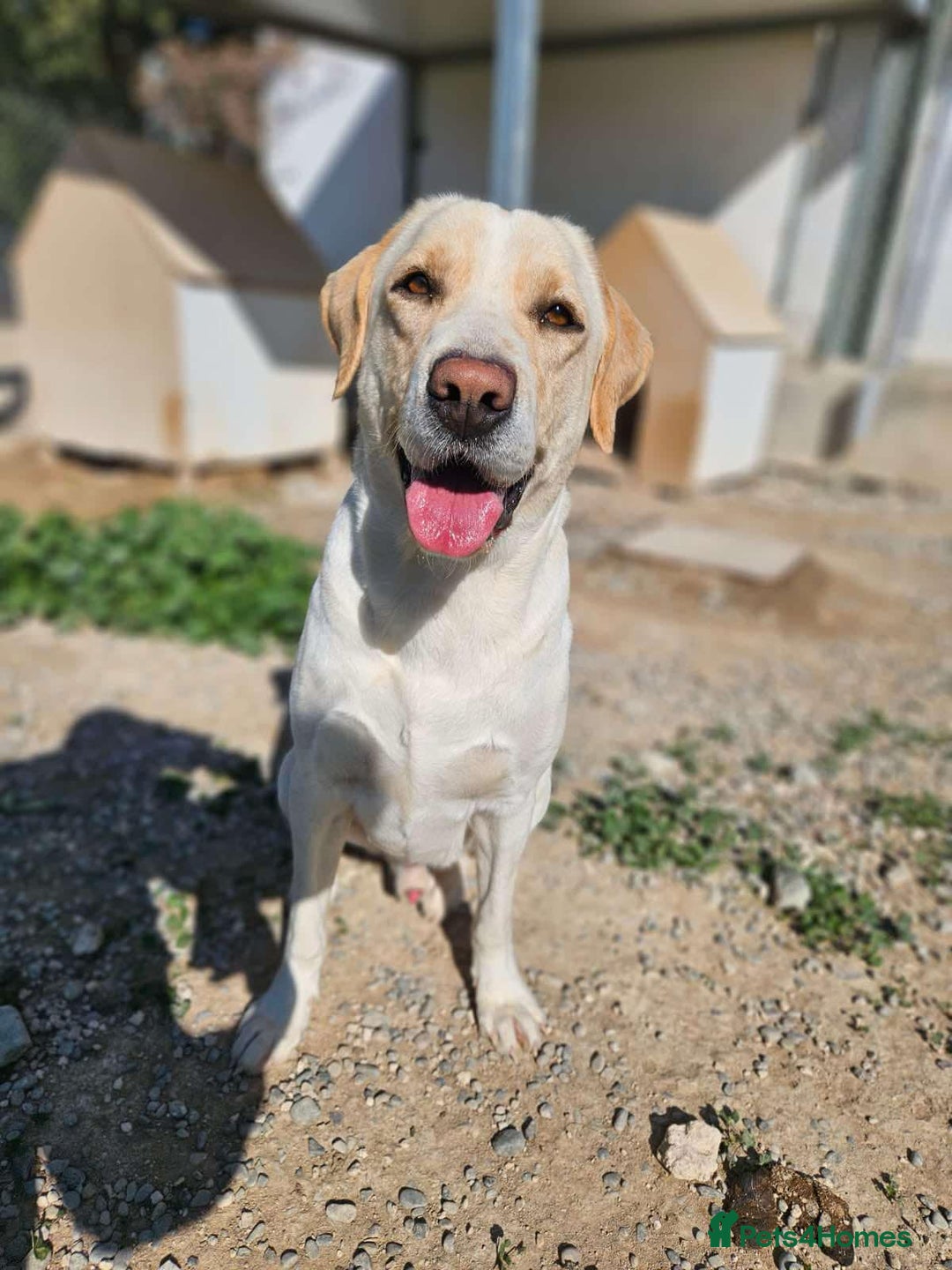 Labrador Retriever dogs for adoption: STORM !  - Image 14