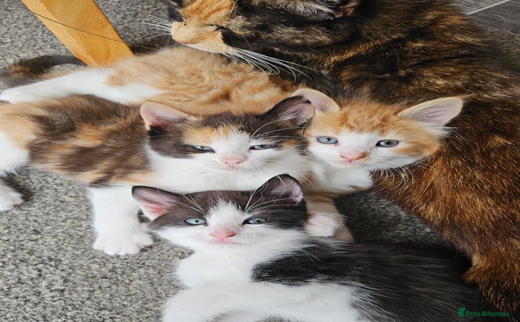 Mixed Breed cats - Advert 8