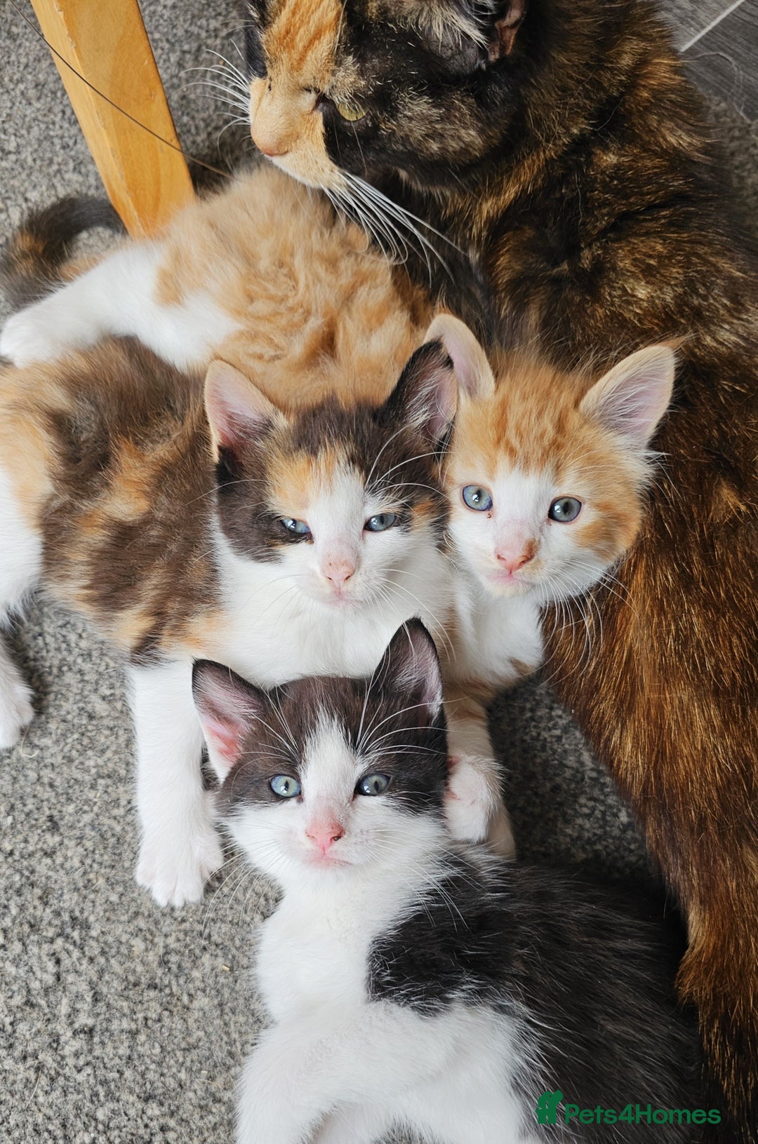 Mixed Breed cats for sale: Kittens  - Image 1