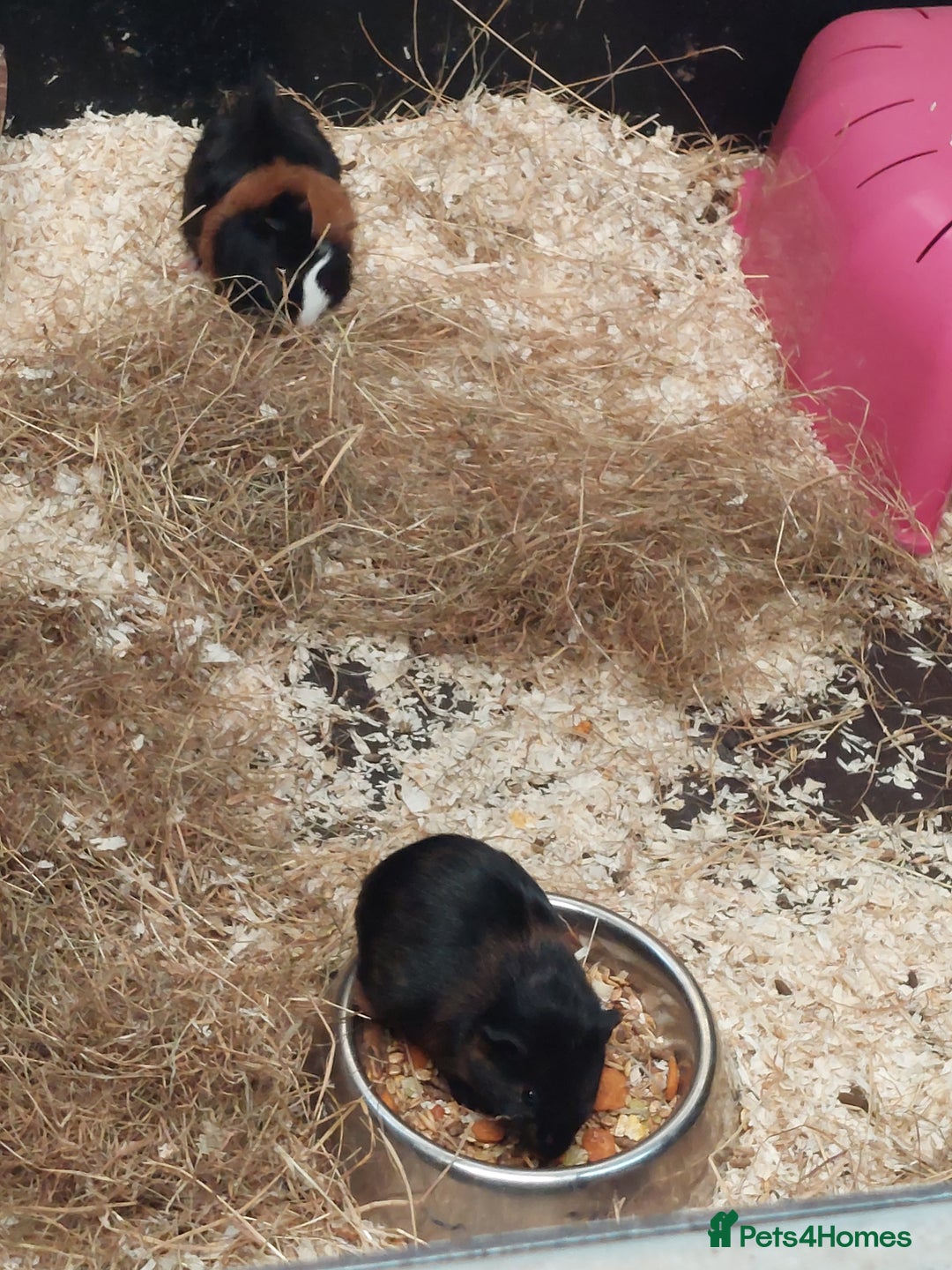 Guinea Pig rodents for sale: Three gorgeous male baby Guinea Pigs  - Image 2