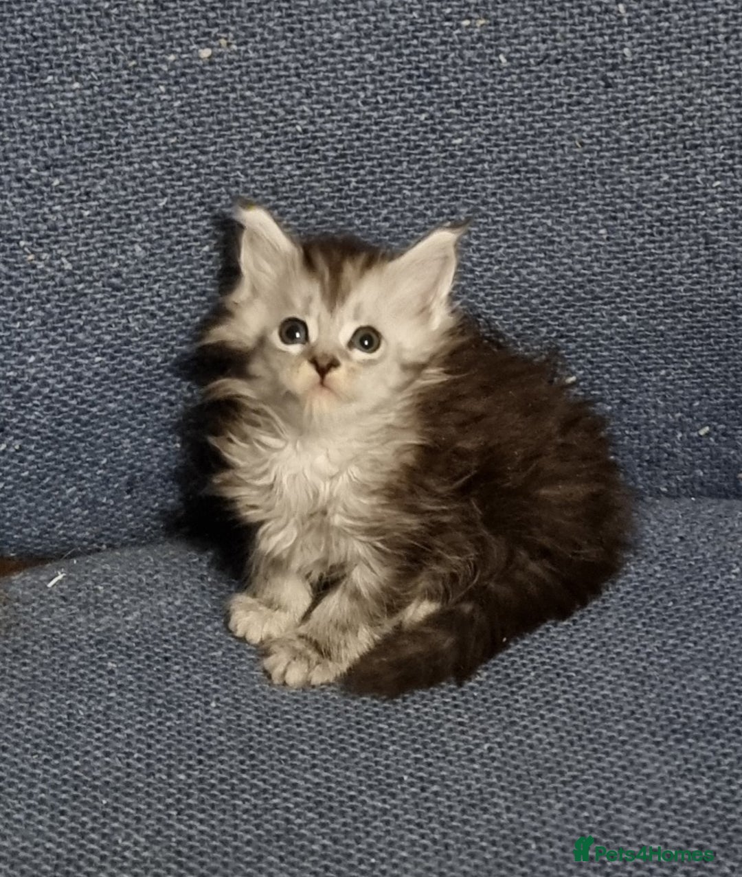 Maine Coon cats for sale: Pedigree GCCF registered Maine Coon Kittens  - Advert 20