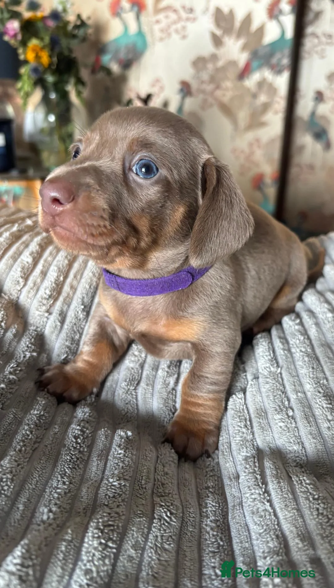Miniature Dachshund dogs for sale: Royal KC Miniature Dachshunds   - Advert 13