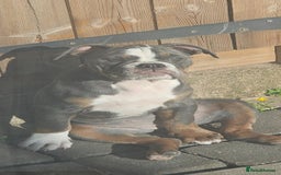Olde English Bulldogge dogs for sale: 6 month old female NEBRR blu tri  - Image 4