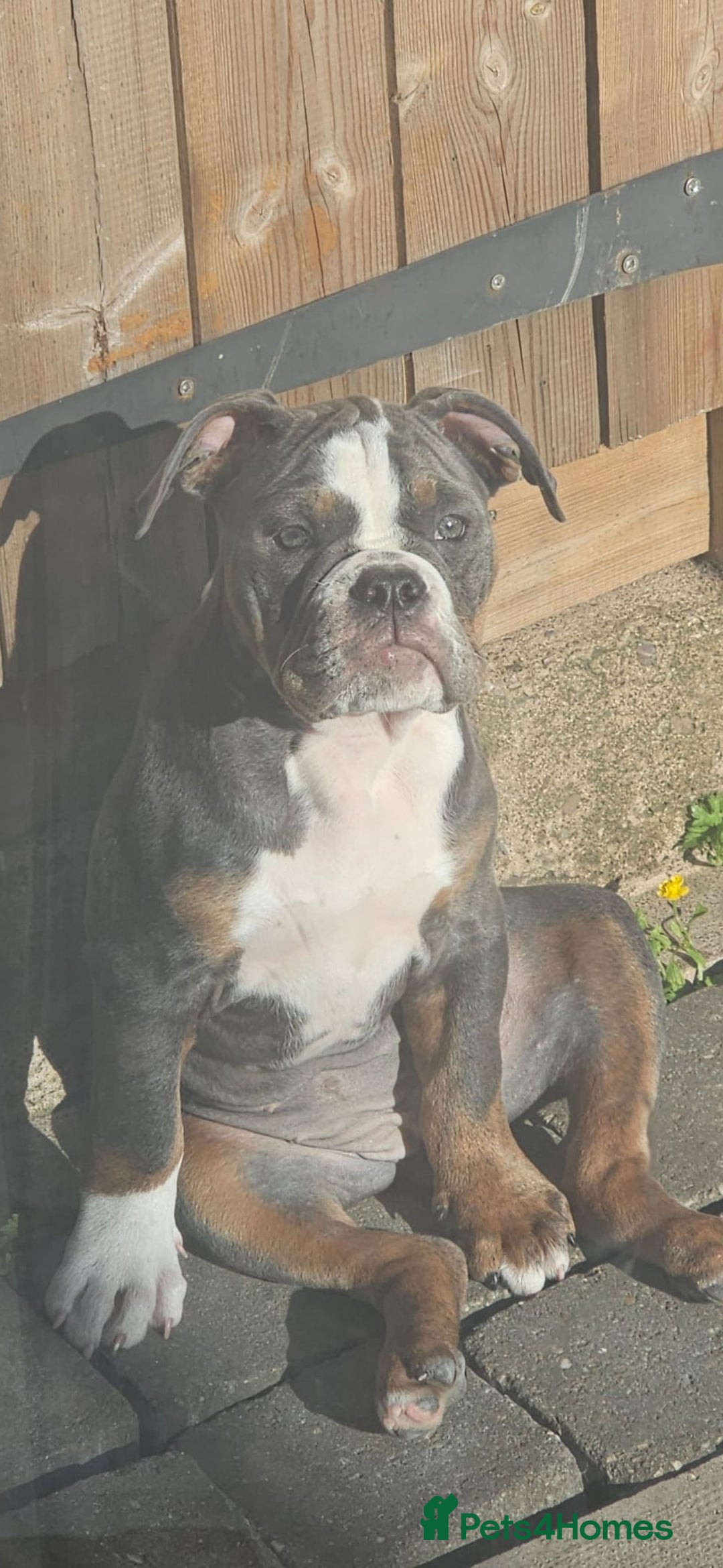 Olde English Bulldogge dogs for sale: 6 month old female NEBRR blu tri  - Image 4