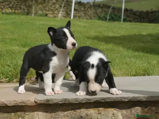 Border Collie dogs Registered Border Collie Puppies for sale - Advert 2