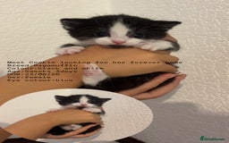 RagaMuffin cats for sale: 5 week old kittens 2boys 1girl - Image 3