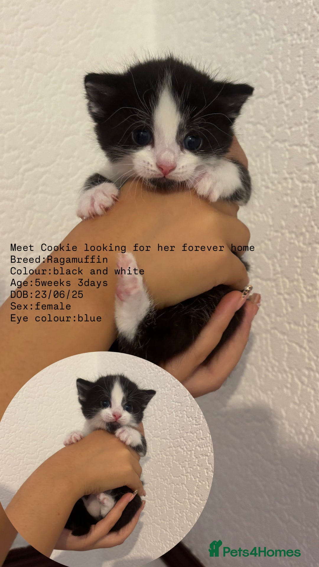 RagaMuffin cats for sale: 5 week old kittens 2boys 1girl - Image 3