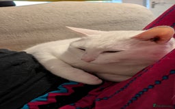 American Shorthair cats for sale: Albie Needs A New Home Urgently - Image 2