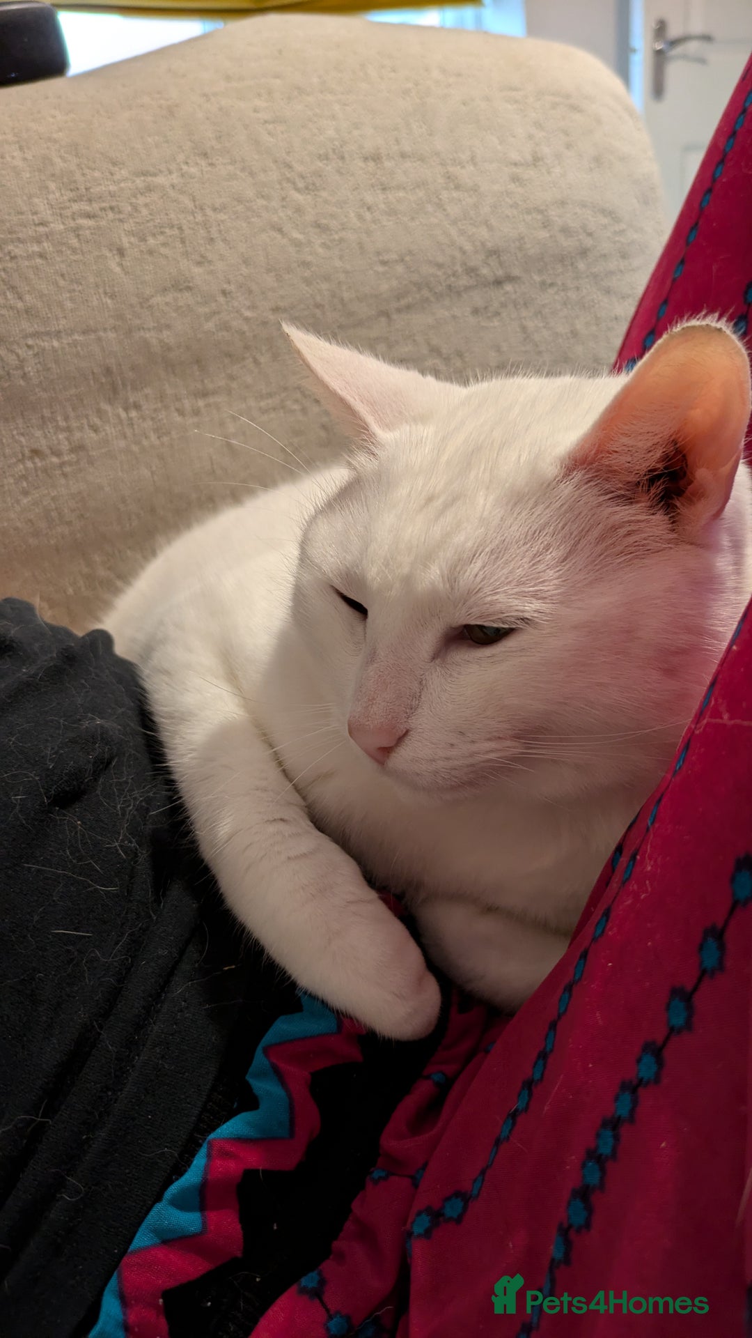 American Shorthair cats for sale: Albie Needs A New Home Urgently - Image 2