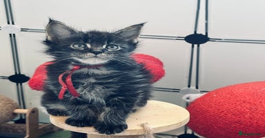 Maine Coon cats - Advert 14