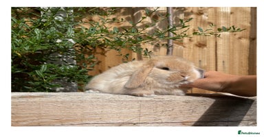 Mini Lop rabbits - Advert 7