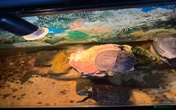 Turtle reptiles for sale: Turtles  - Image 3