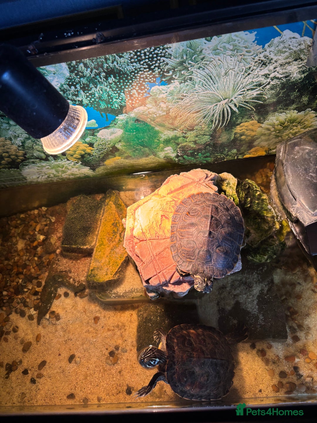 Turtle reptiles for sale: Turtles  - Image 3