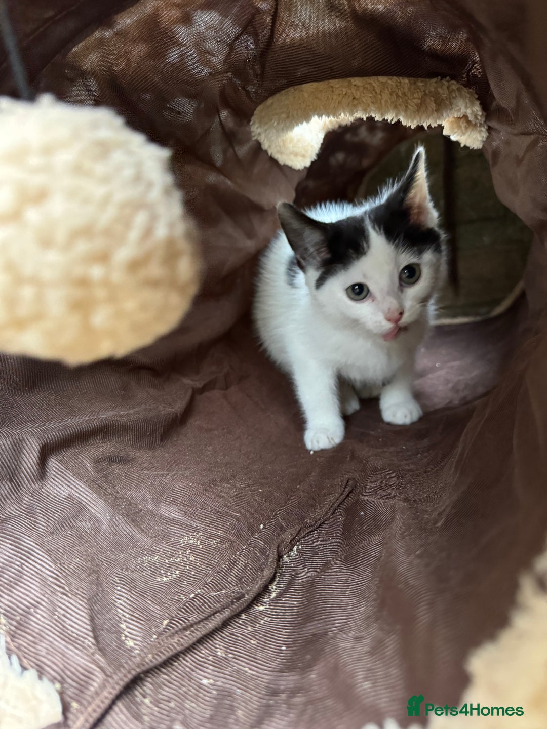 Domestic Shorthair cats for sale: Adorable Kittens Looking for a Loving Home, 🏡 - Image 27