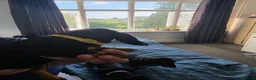 Dachshund dogs for sale: Stunning Standard Smooth hair Dachshund Puppies. - Advert 22