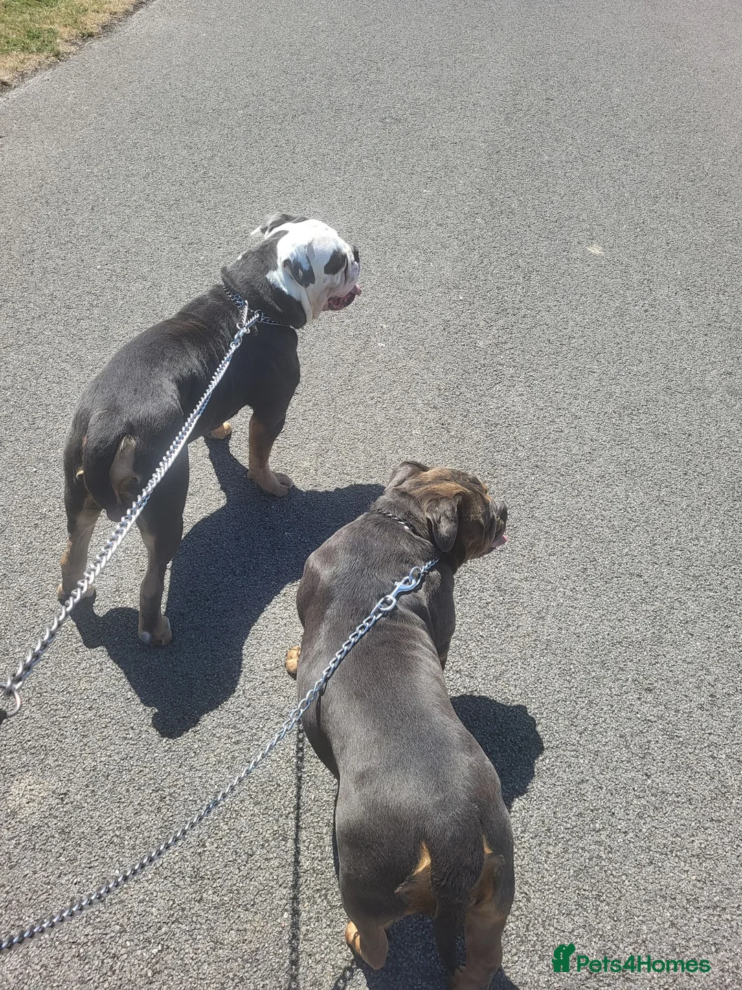 Olde English Bulldogge dogs for sale: Olde English Bulldogge male and female in Lincoln - Advert 7