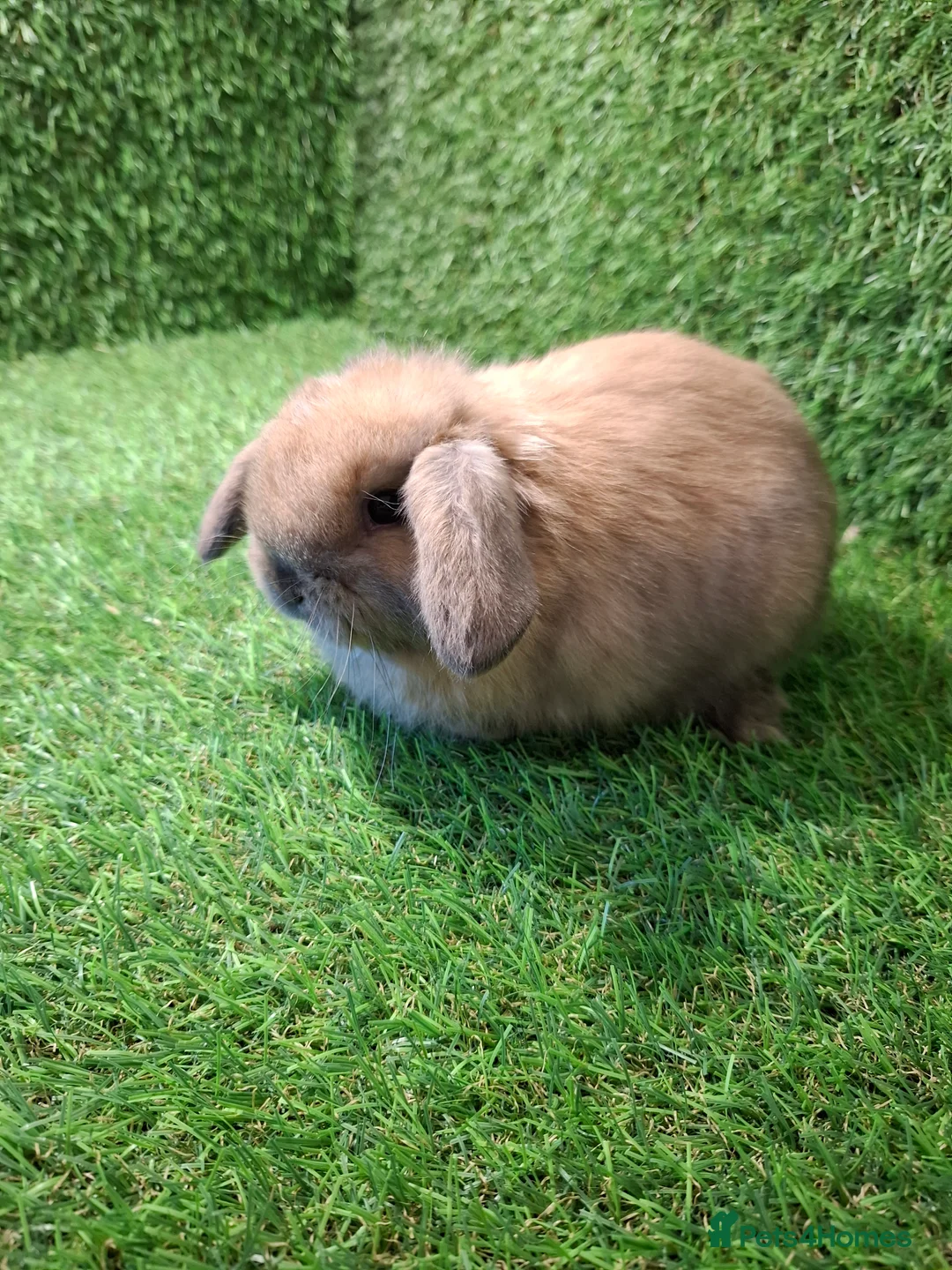 Mini Lop rabbits for sale: GIRLS GIRLS GIRLS - Advert 2