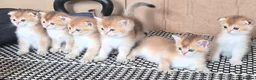 Scottish Fold cats for sale: Adorable Scottish kittens - Advert 5