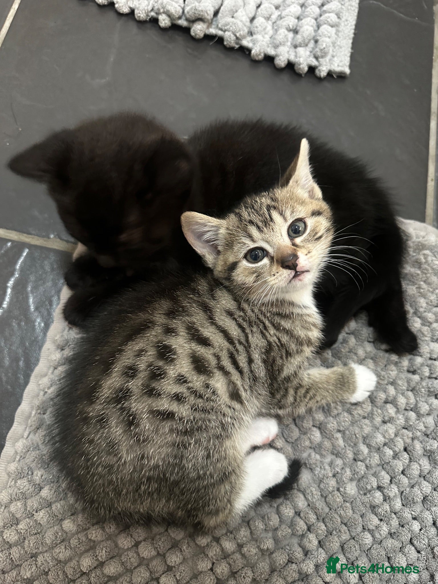 Abyssinian cats Kitten for sale - Advert 1