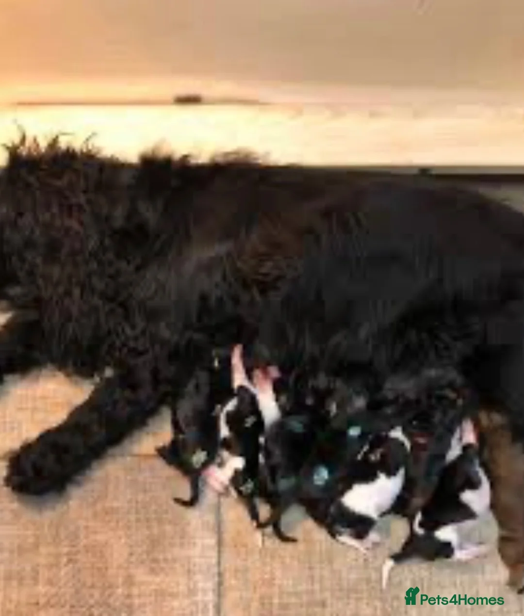 Cockalier dogs for sale:  Beautiful Cockalier little girl  - Advert 1