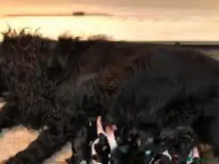 Cockalier dogs Beautiful Cockalier little girl - Advert 9