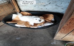 Mixed Breed dogs for adoption: Chory. Approx 6 years. **Urgent adoption**  - Advert 10