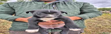 Border Collie 6