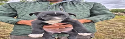 Border Collie dogs for sale: Border Collie Puppies for Sale in Ruthin - Advert 23