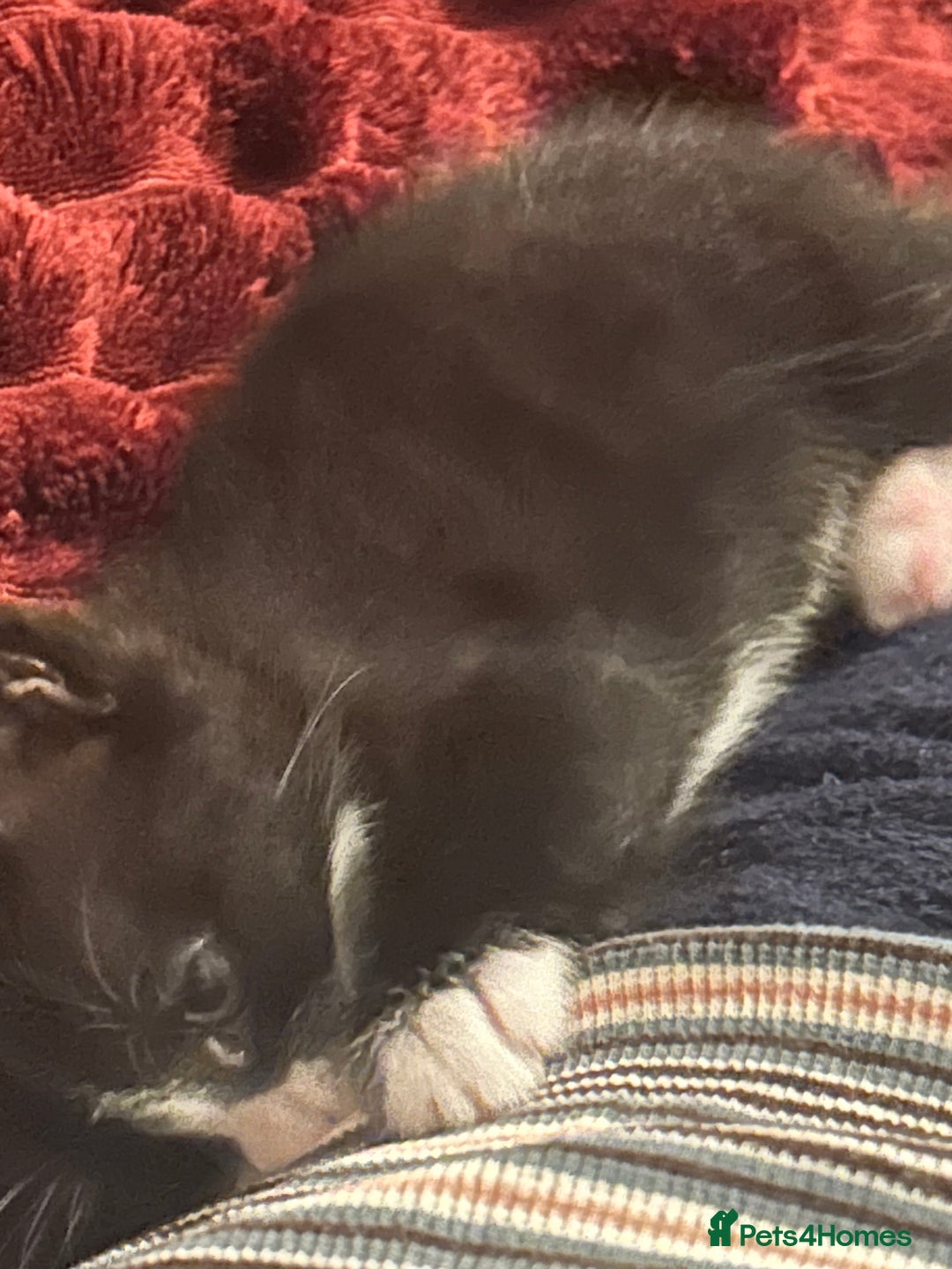 Mixed Breed cats for sale: Playful and loving tuxedo boy - Advert 3