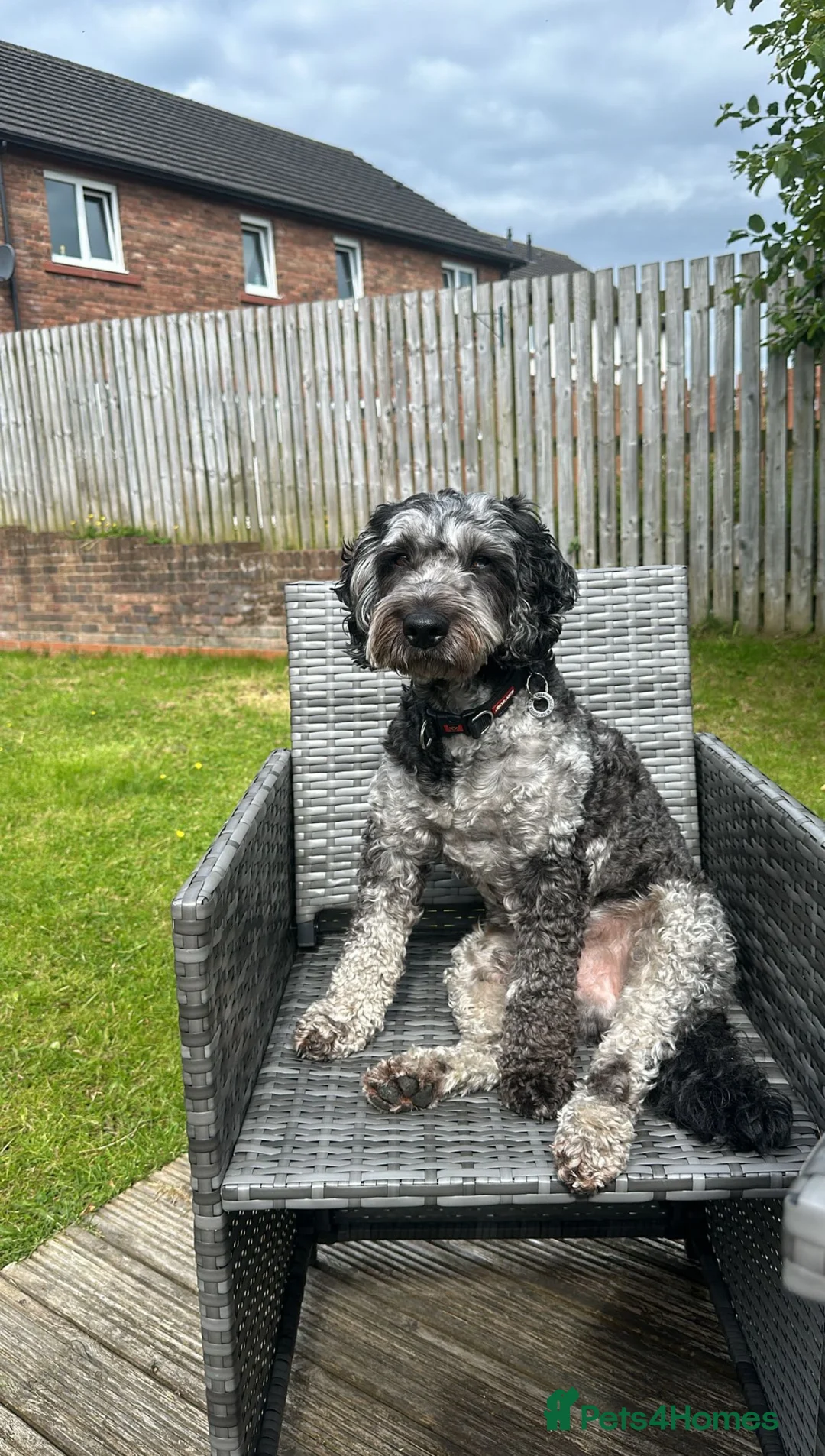 Cockapoo dogs for stud: Merle F1 Cockapoo (Proven) for stud in Penrith - Advert 3