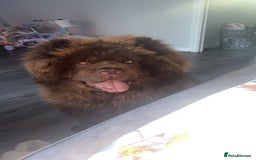 Chow Chow dogs for stud: KC Registered MR BUENO BEAR available for stud  - Image 4