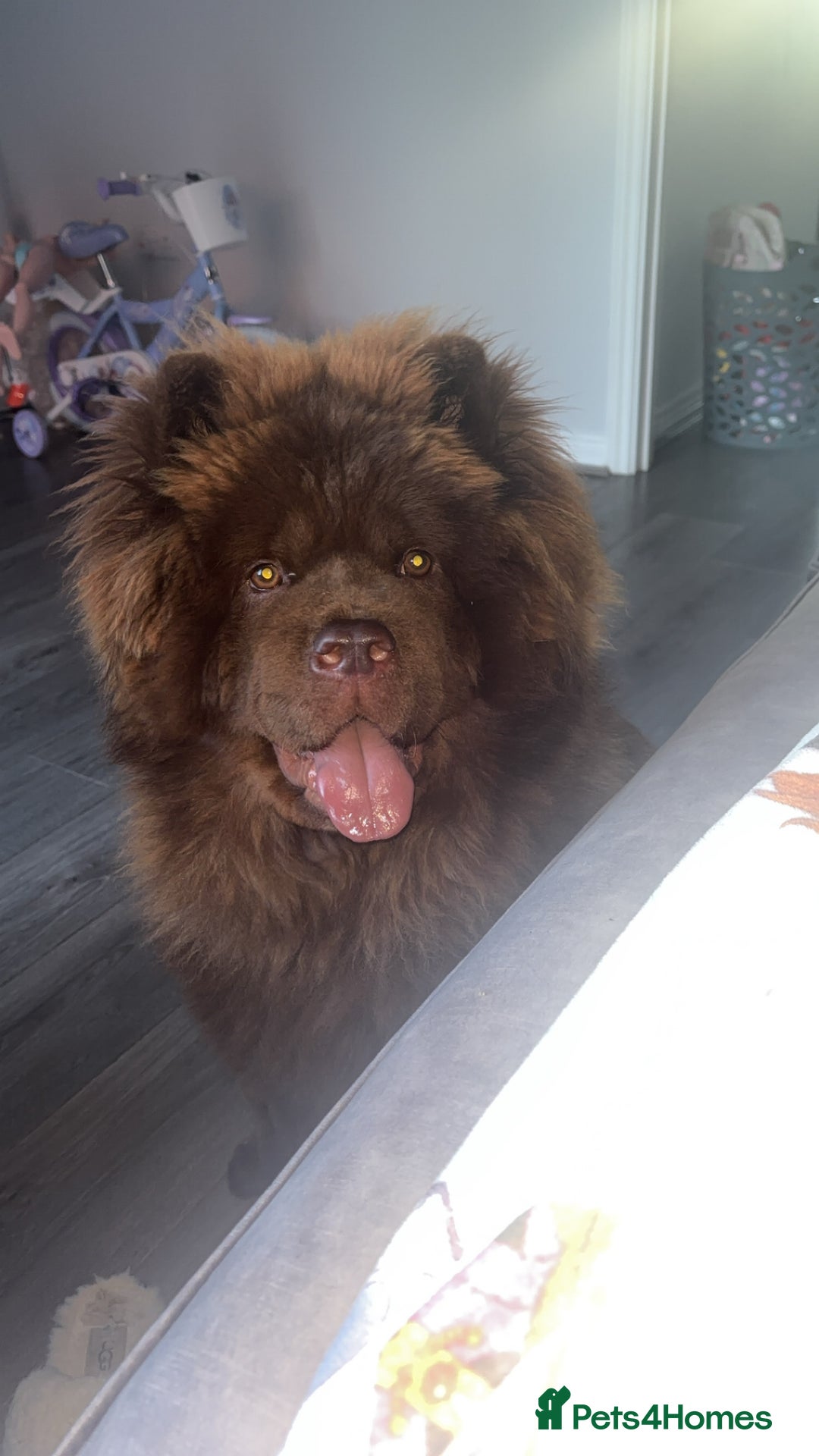 Chow Chow dogs for stud: KC Registered MR BUENO BEAR available for stud  - Image 4
