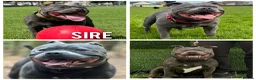 Staffordshire Bull Terrier dogs for sale: Kc champion lined Staffordshire bull terrier pupps - Advert 2