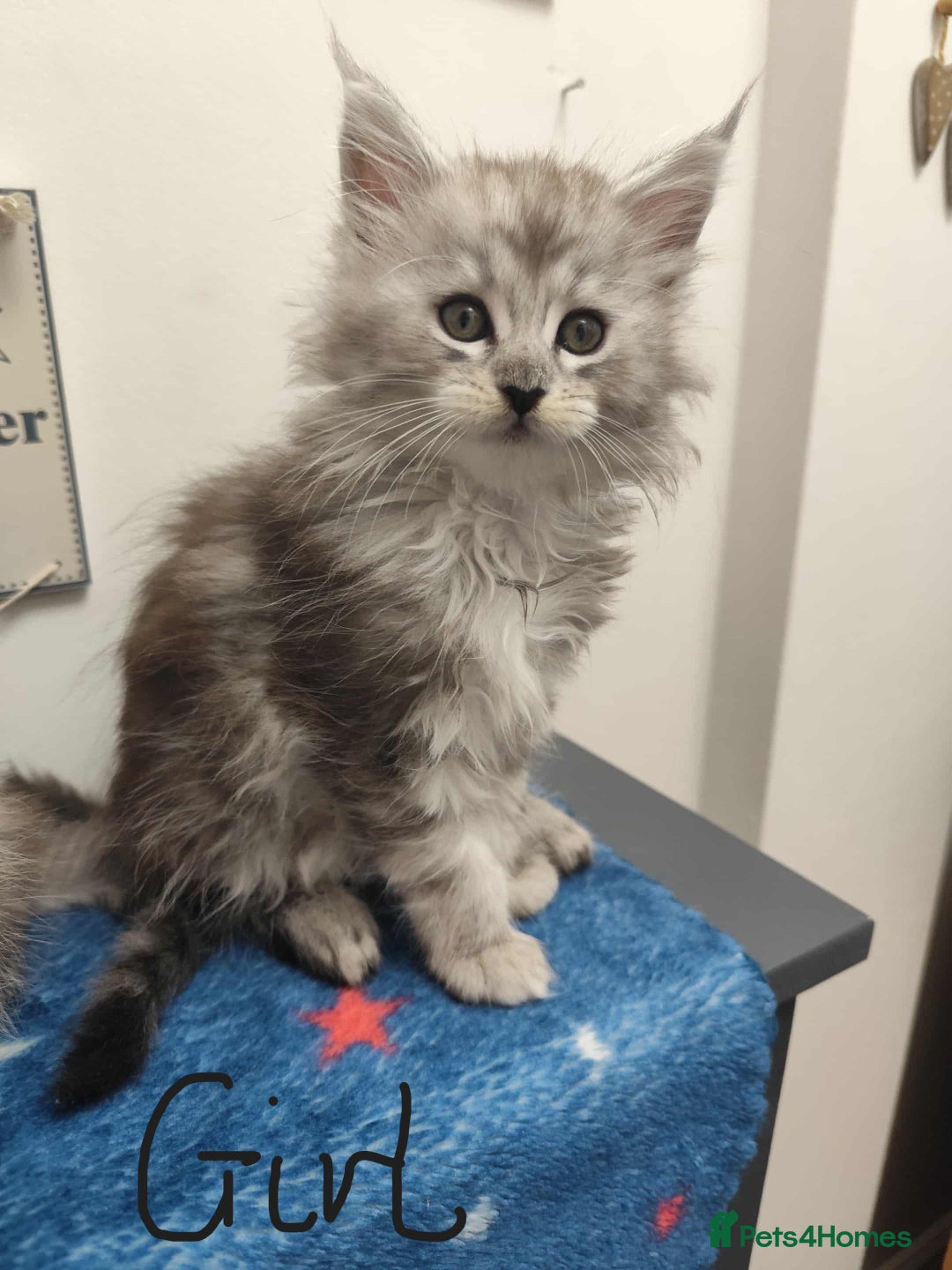 Maine Coon cats for sale: 6 black silver blotched tabby Maine coons kittens - Image 4