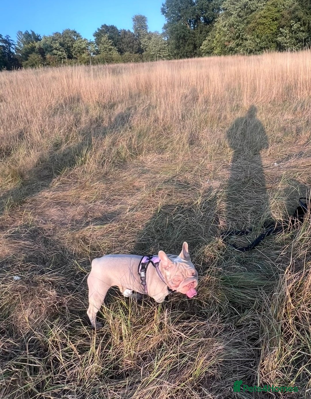 French Bulldog dogs for sale: Newshade Velvet Female Frenchie Pup - Advert 16