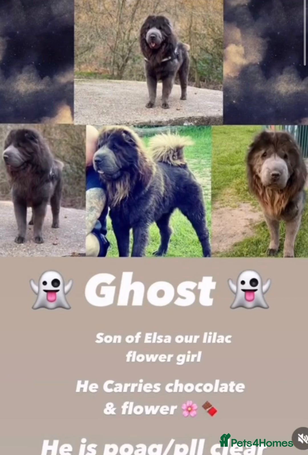 Shar Pei dogs for sale: ✨Gorgeous KC registered Sharpei Puppies for sale✨ - Advert 3