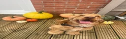 Cocker Spaniel dogs for sale: Beautiful working cocker spaniel- Blu  in Derby - Advert 4