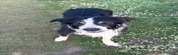 Border Collie dogs for stud: Large Tri color border collie STUD  in Deeside - Advert 6