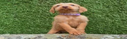 Hungarian Vizsla dogs for sale: Hungarian Wirehaired Vizsla Puppies - Advert 9