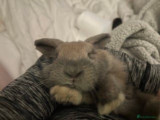 Mini Lop rabbits for sale - Advert 1