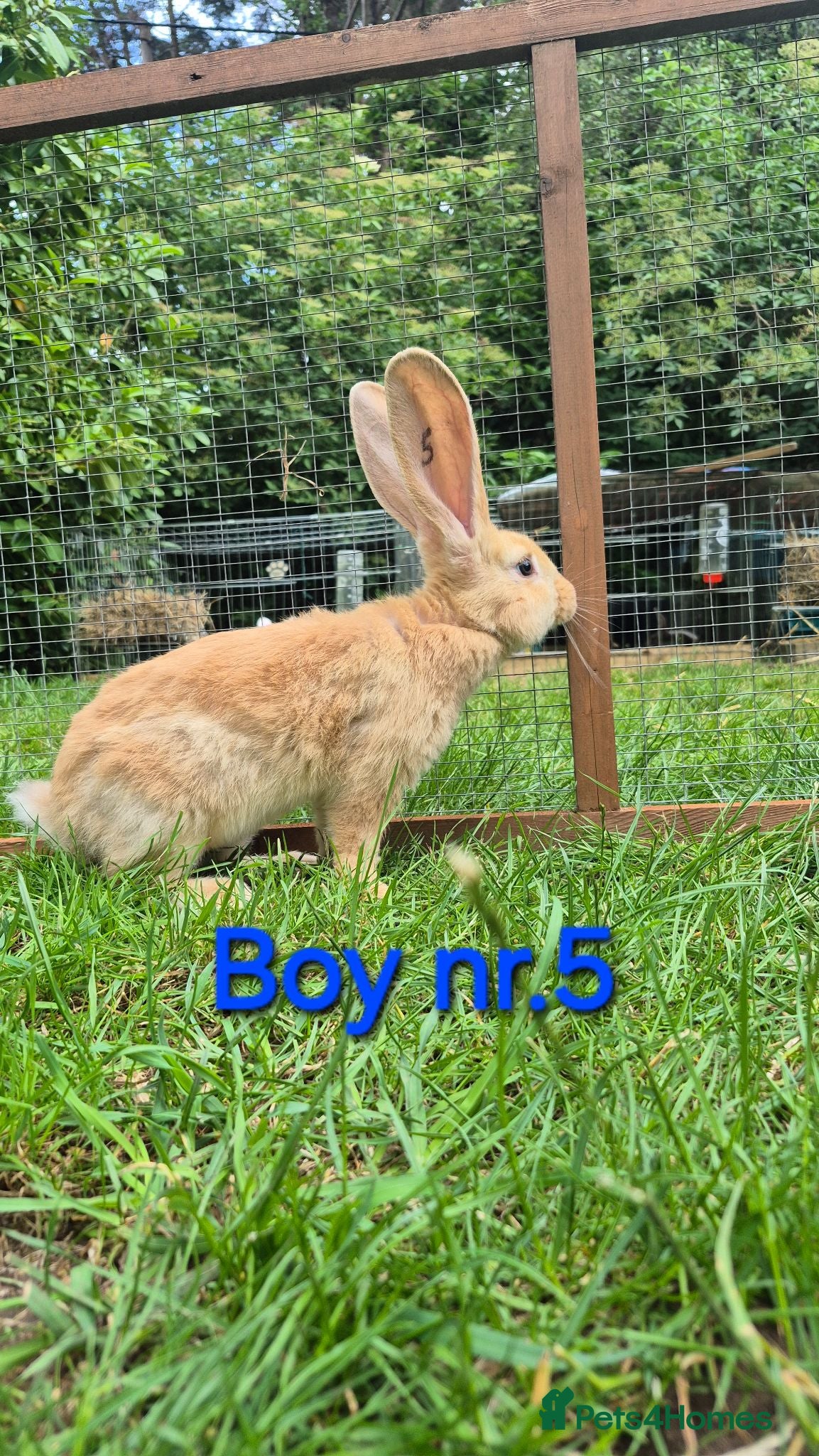 Continental Giant rabbits Pure Continental Giant Vaccinated  - Advert 2