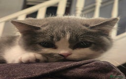 British Shorthair cats for sale: READY NOW GCCF reg BSH kittens - Image 34