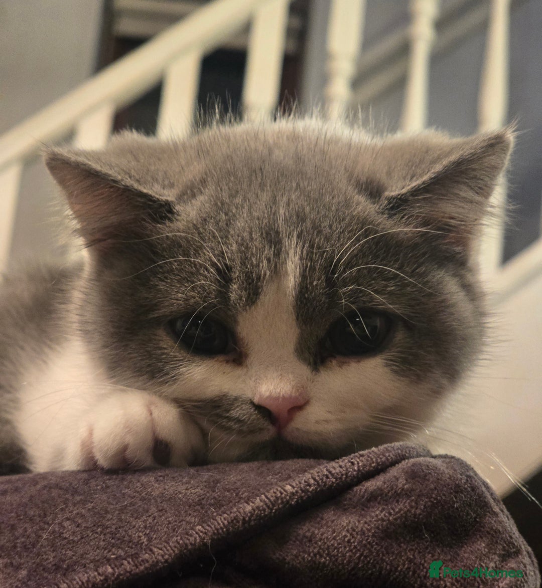 British Shorthair cats for sale: READY NOW GCCF reg BSH kittens - Image 34