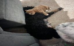 Toy Poodle dogs for sale: KC toy poodle puppies - Image 15