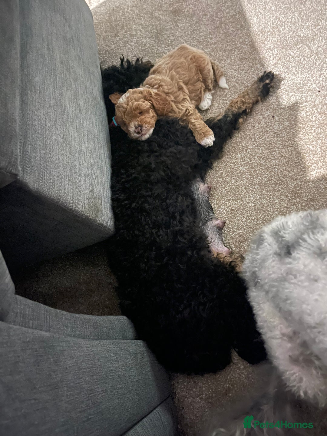 Toy Poodle dogs for sale: KC toy poodle puppies - Image 15