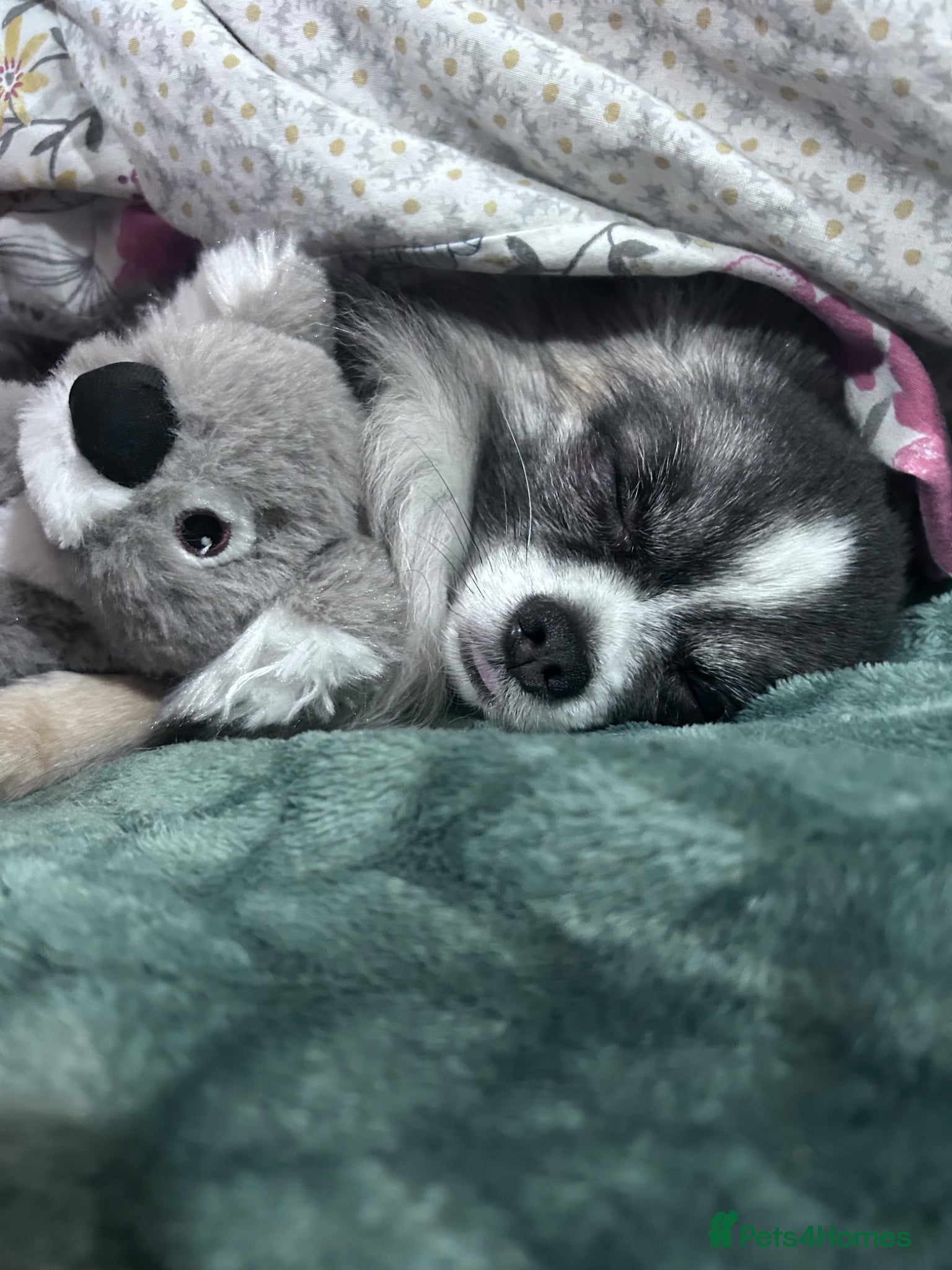 Chihuahua dogs Wolfsable long haired chihuahua for stud - Advert 15