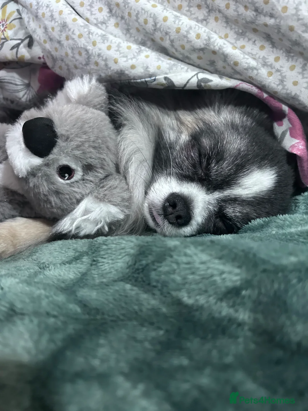 Chihuahua dogs for stud: Wolfsable long haired chihuahua for stud in Exeter - Advert 1